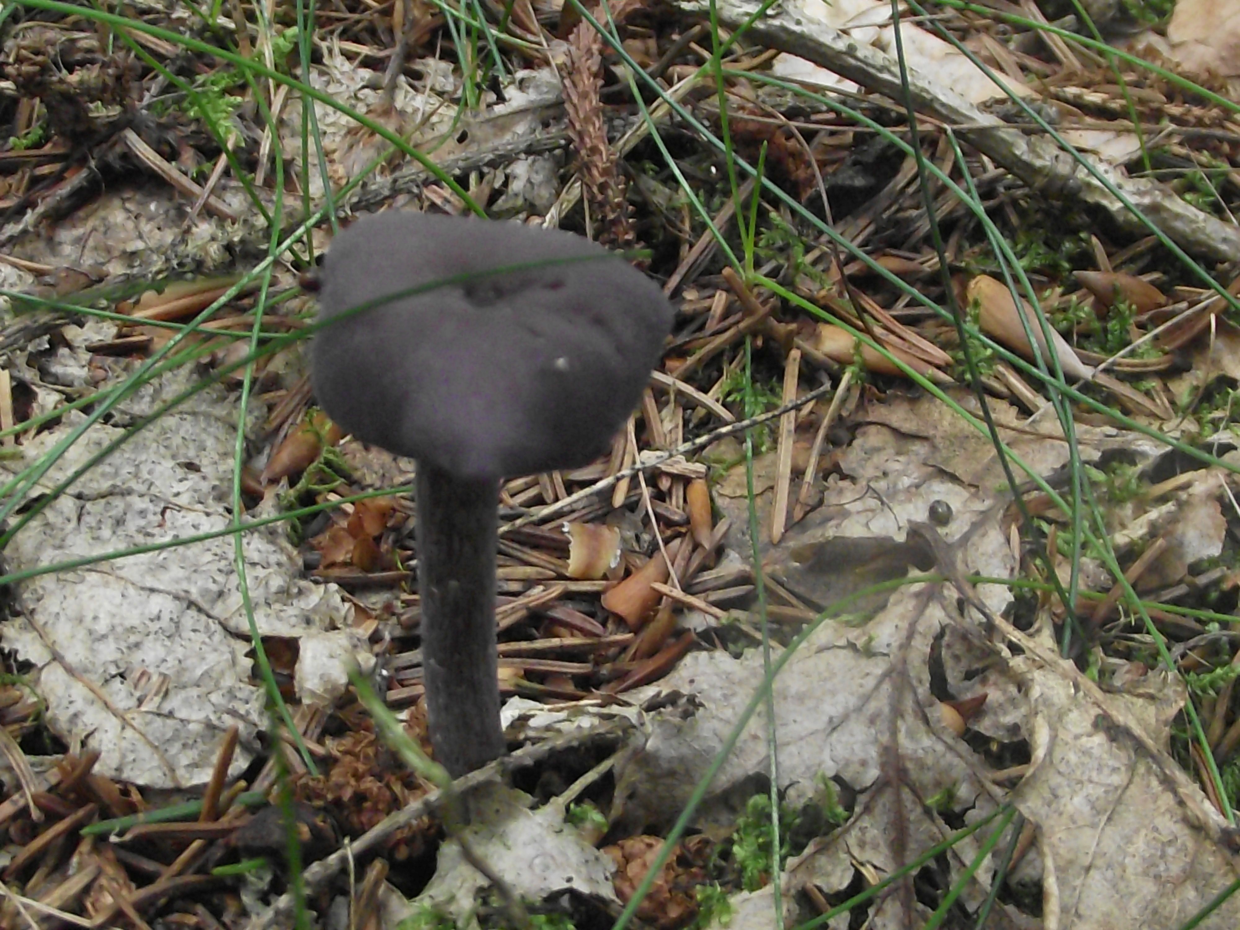 Violetter Lacktrichterling